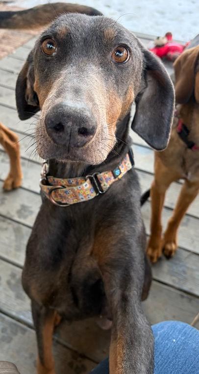 Enlarge Sasha, a Adoptable Doberman Pinscher in Louisa, VA image 4/6