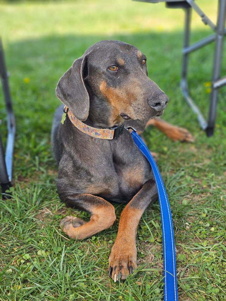 Enlarge Sasha, a Adoptable Doberman Pinscher in Louisa, VA image 5/6