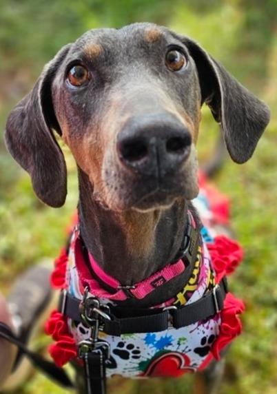 Enlarge Sasha, a Adoptable Doberman Pinscher in Louisa, VA image 5/6