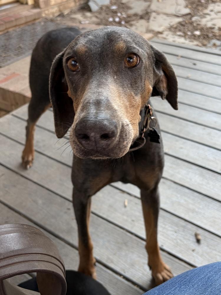 Enlarge Sasha, a Adoptable Doberman Pinscher in Louisa, VA image 6/6