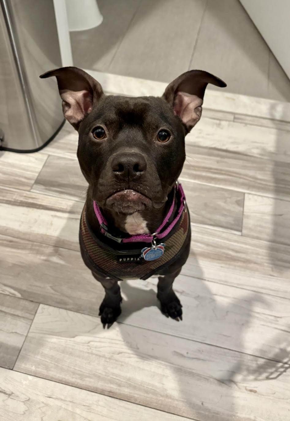 Finn, Adoptable, Young Male Boston Terrier & American Staffordshire Terrier.