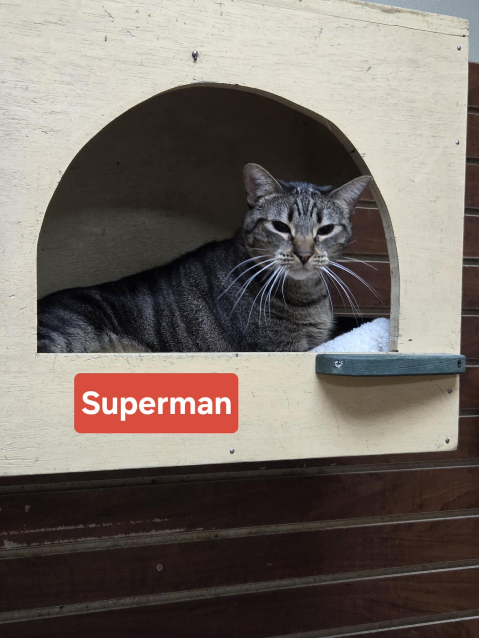 Enlarge Superman, a Adoptable Tiger in Austin, MN image 1/3