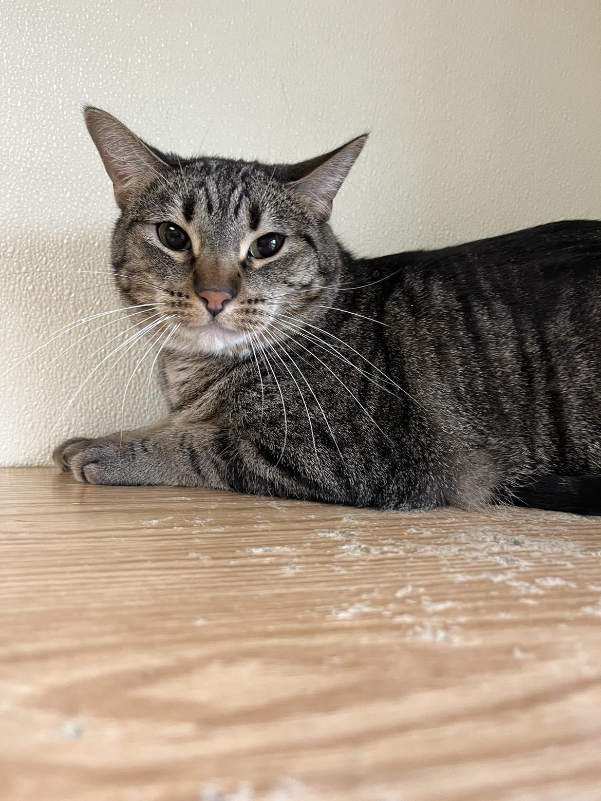 Enlarge Superman, a Adoptable Tiger in Austin, MN image 3/3