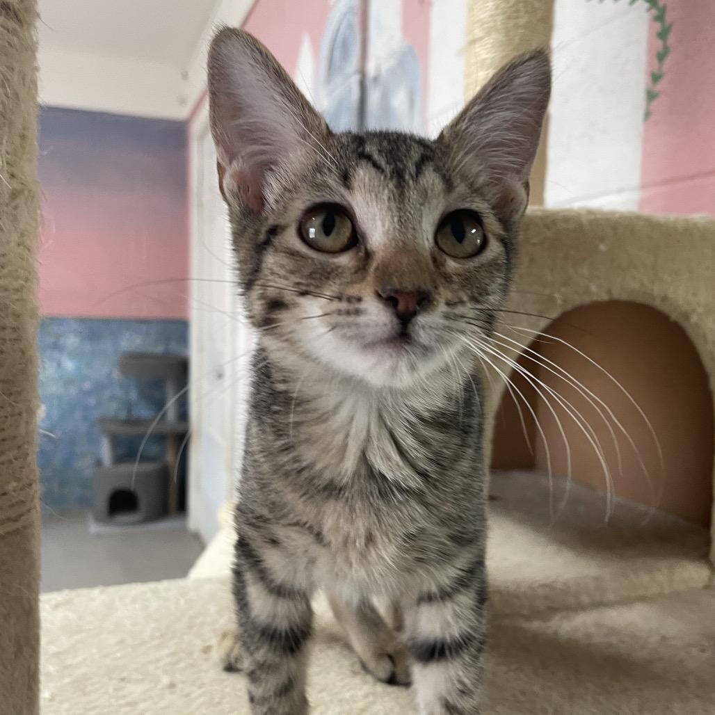 Elle, Adoptable, Kitten Female Domestic Short Hair.