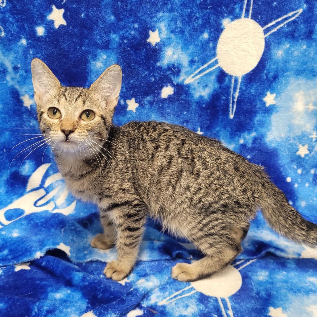 Enlarge Elle, a Adoptable Domestic Short Hair in Laredo, TX image 2/2