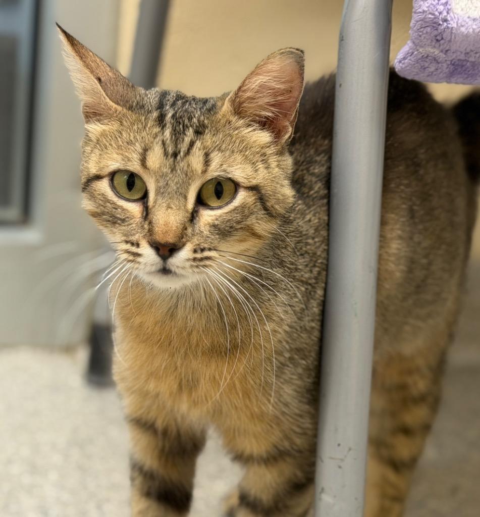 Gabi, Adoptable, Young Female Domestic Short Hair.