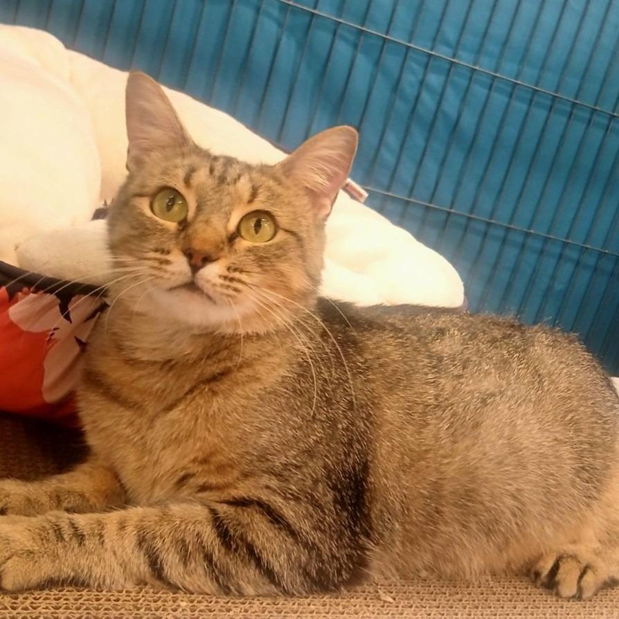 Gabi, a Adoptable mixed breed in Columbia, IL image 3/3
