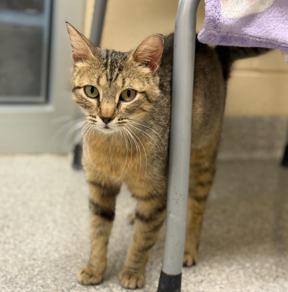 Gabi, a Adoptable mixed breed in Columbia, IL image 2/2