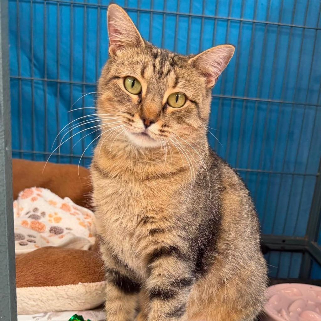 Enlarge Gabi, a Adoptable mixed breed in Columbia, IL image 3/3