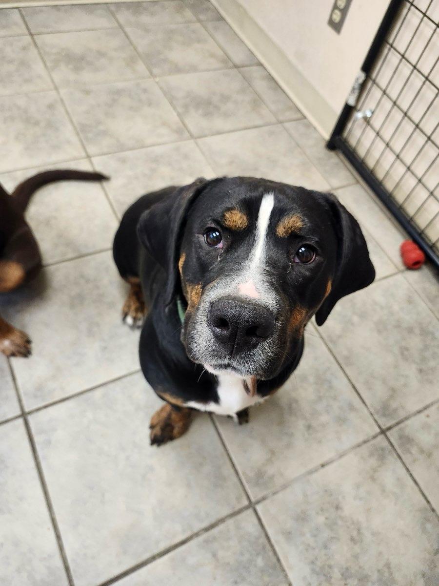 Enlarge Macklemore, a Adoptable mixed breed in merrillville, IN image 2/3
