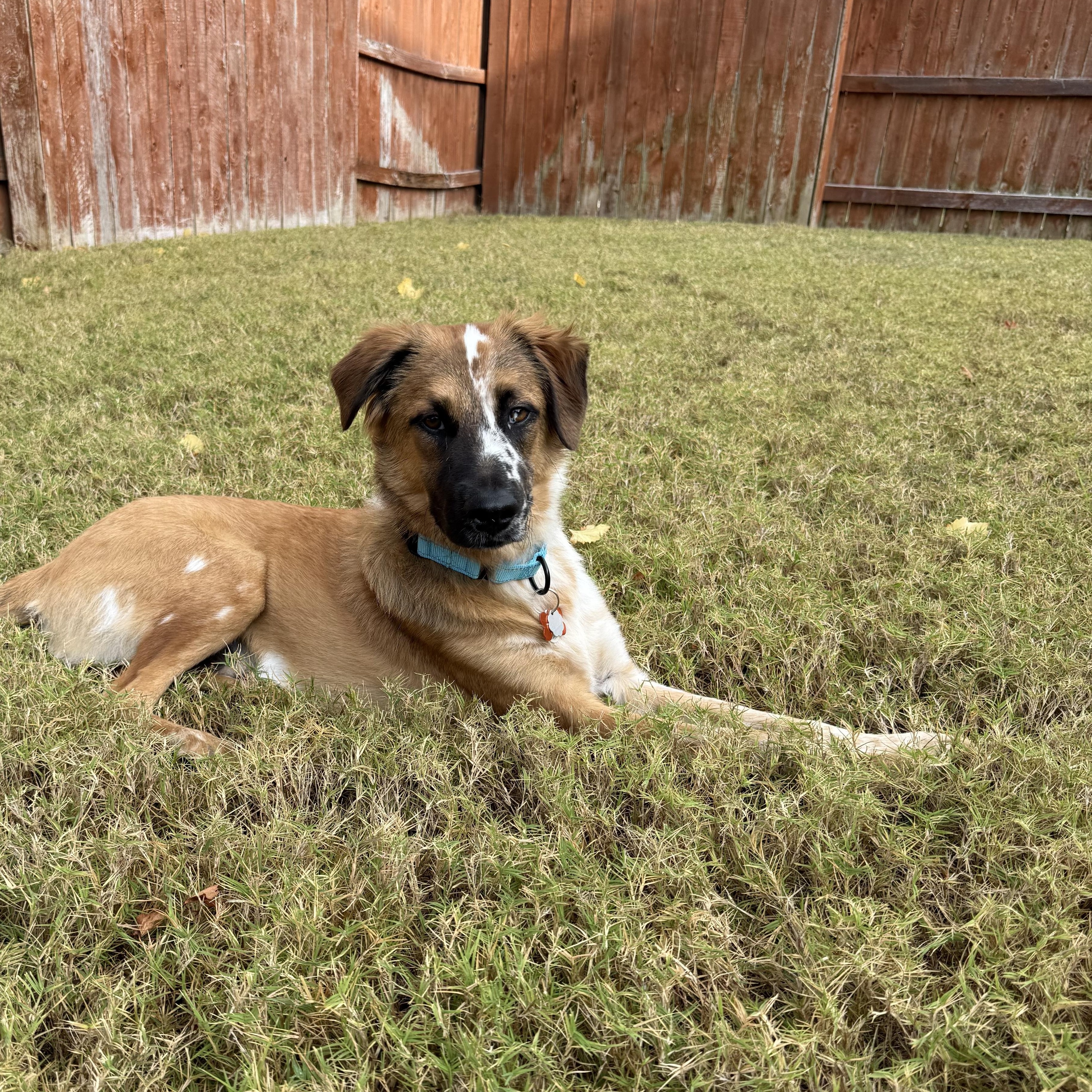Baron, a Adoptable Australian Shepherd in Fargo, ND image 2/5