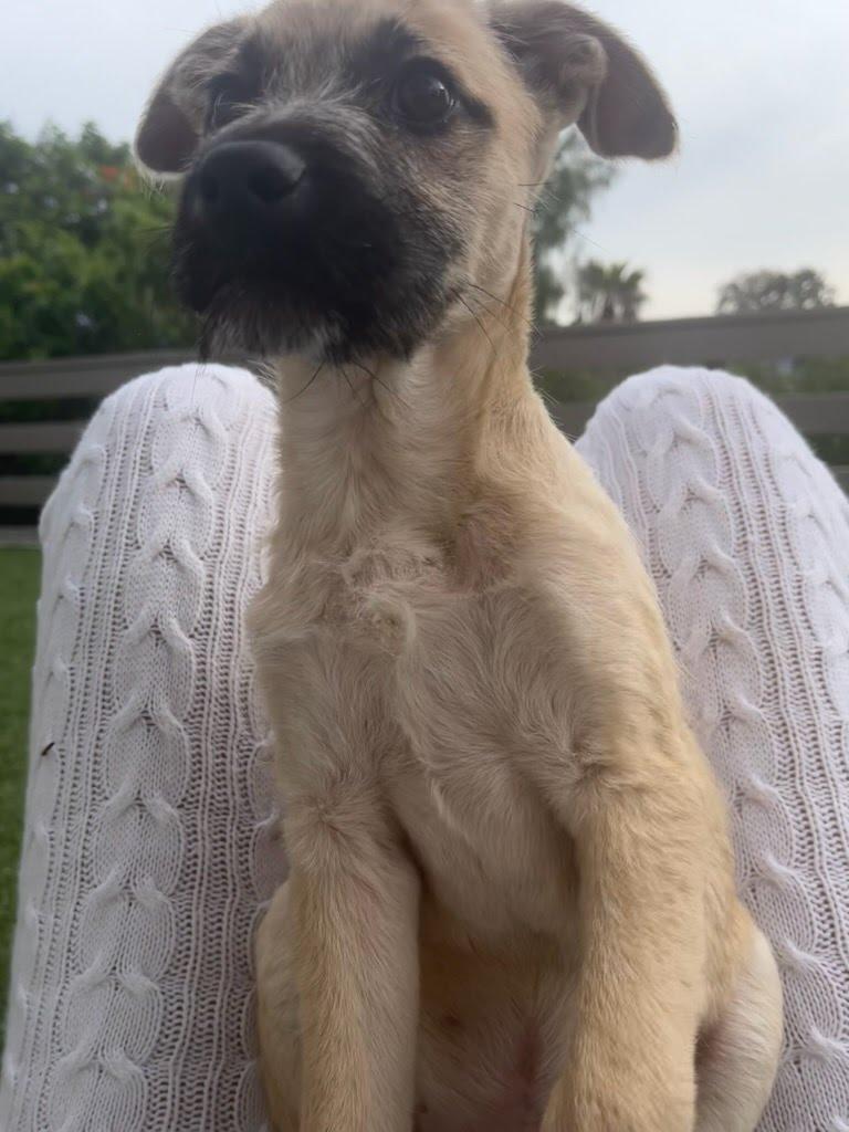 Enlarge Cedar, a Adoptable mixed breed in San Diego, CA image 4/6