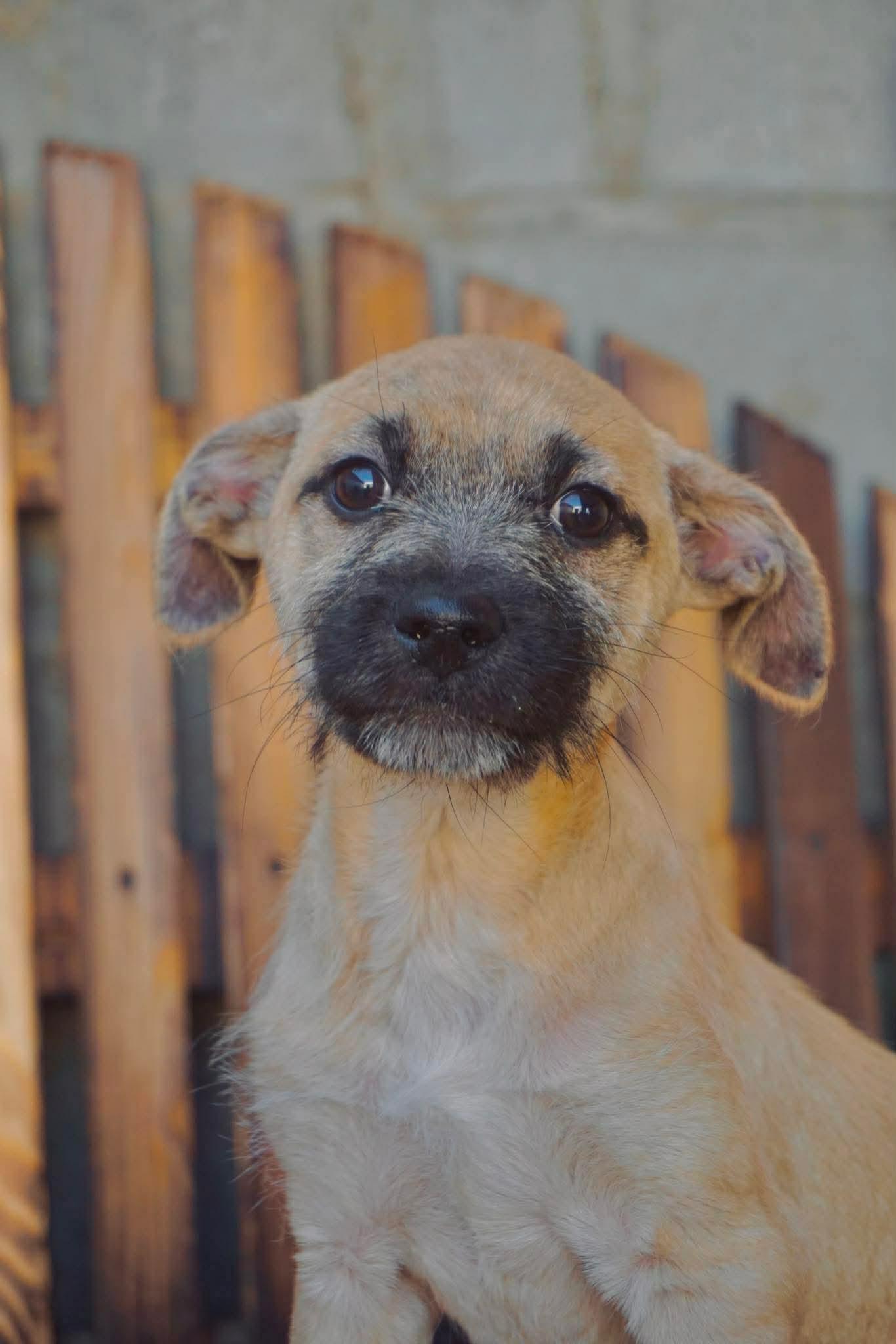 Enlarge Cedar, a Adoptable mixed breed in San Diego, CA image 5/6