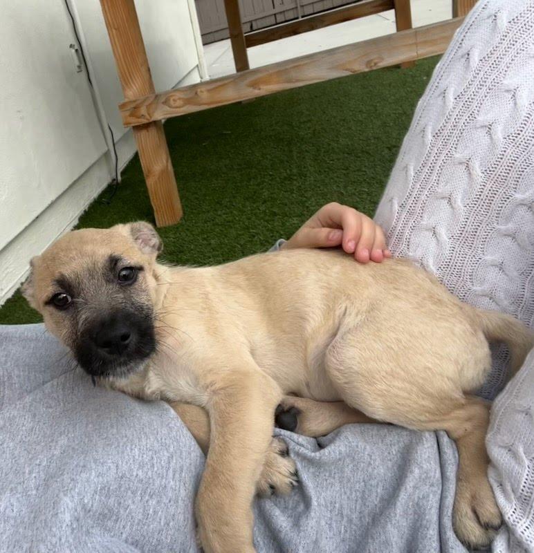 Enlarge Cedar, a Adoptable mixed breed in San Diego, CA image 2/6