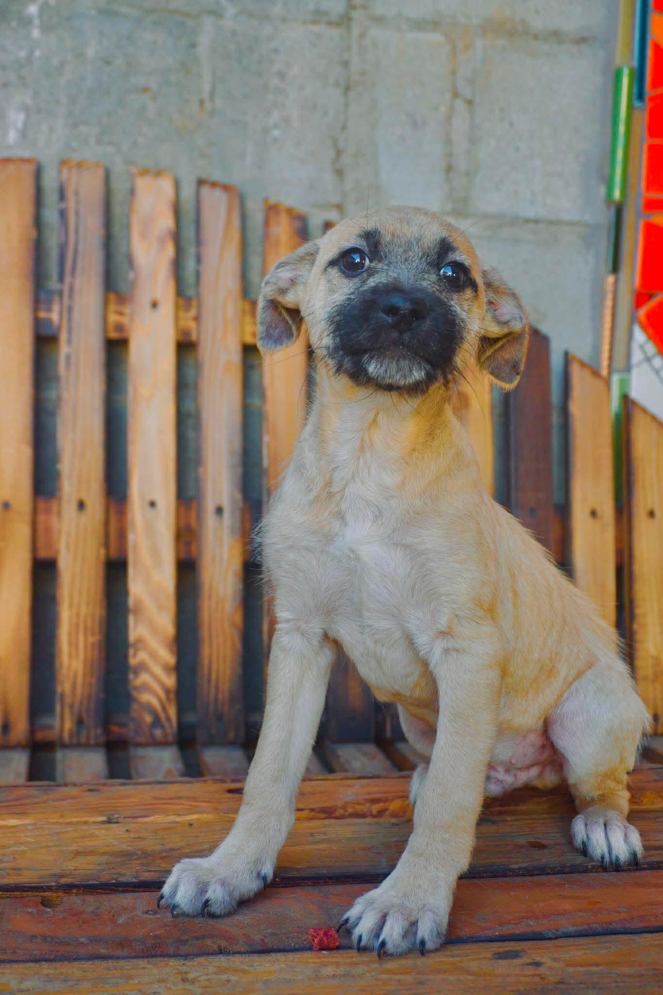 Enlarge Cedar, a Adoptable mixed breed in San Diego, CA image 6/6