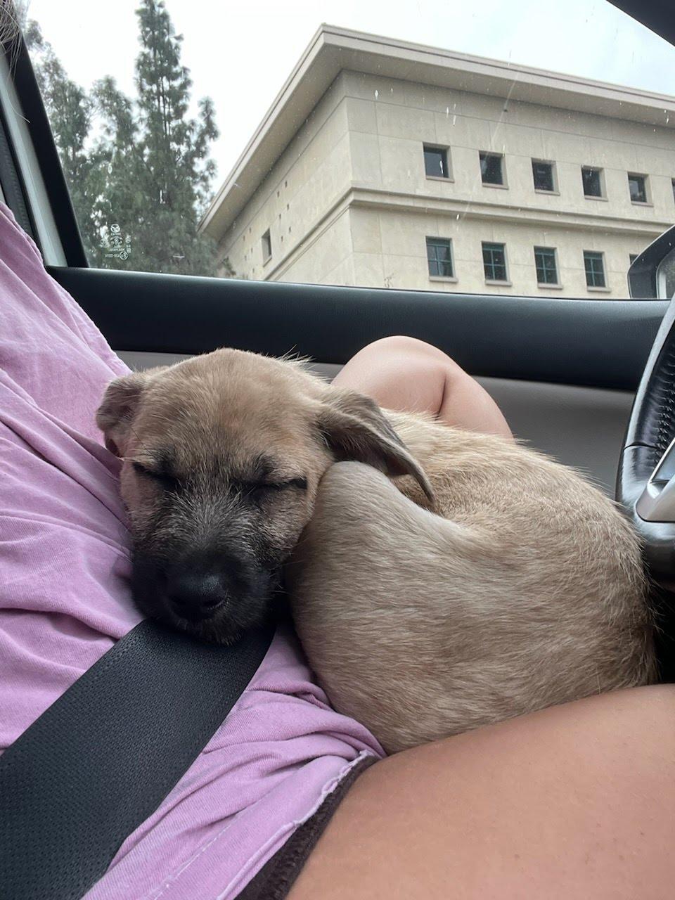 Enlarge Cedar, a Adoptable mixed breed in San Diego, CA image 3/6