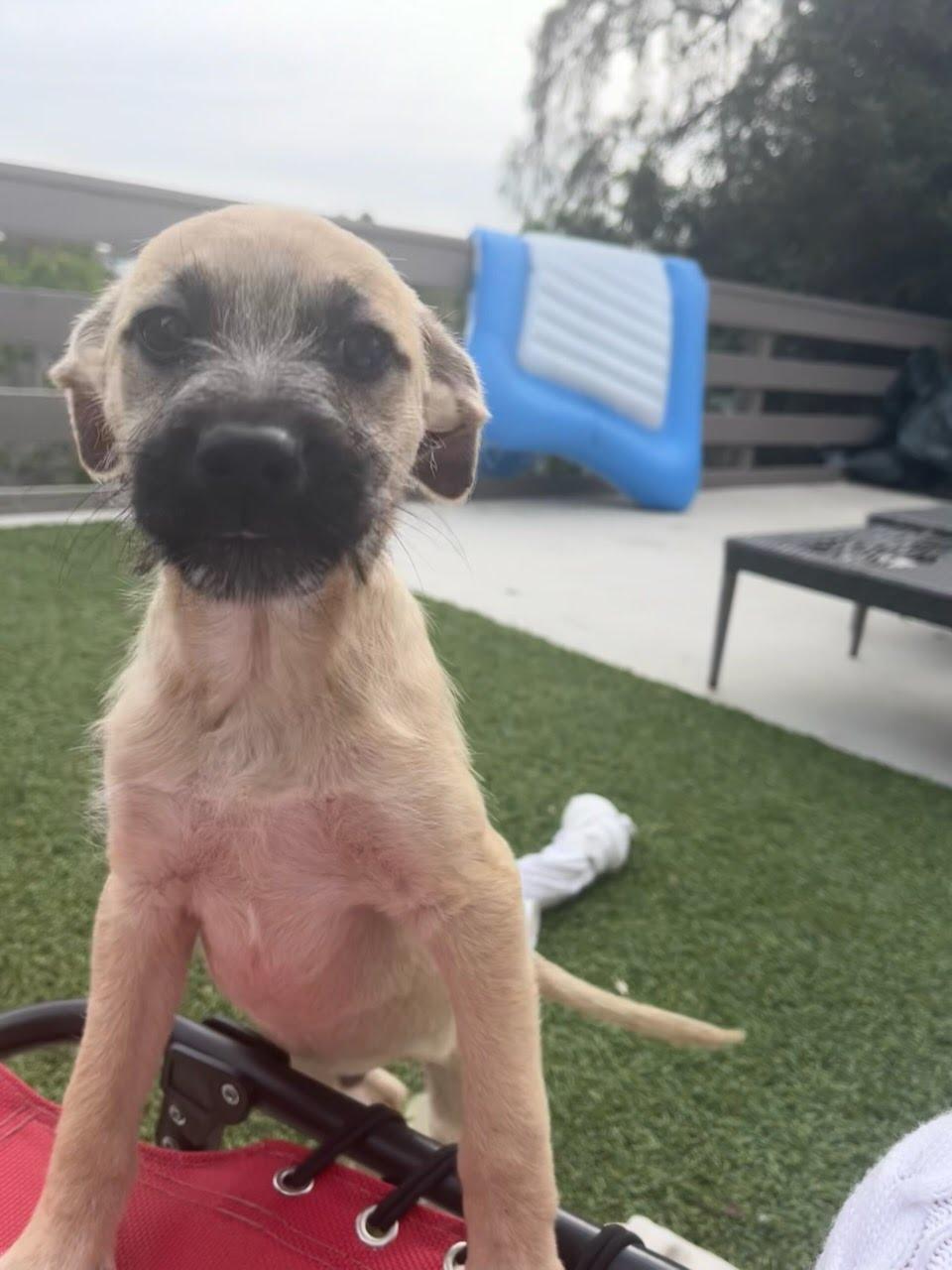 Enlarge Cedar, a Adoptable mixed breed in San Diego, CA image 1/6