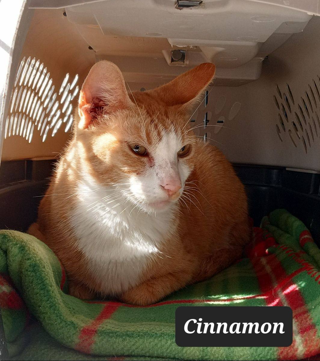 Cinnamon