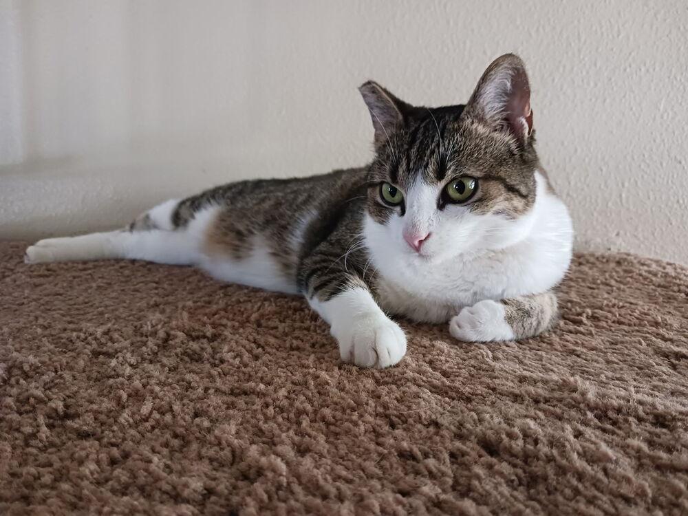 Enlarge Hadley, a Adoptable Tabby in Oceanside, CA image 1/5