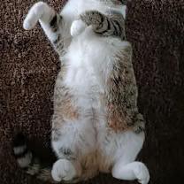 Hadley, Adoptable, Adult Female Tabby.
