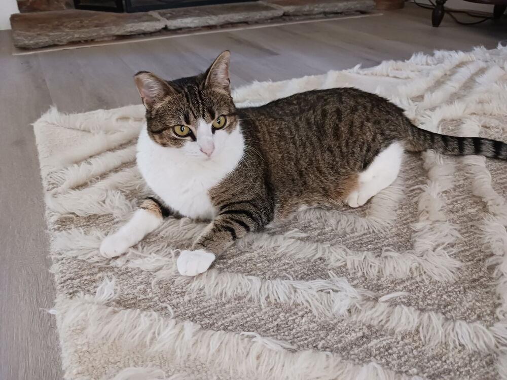 Enlarge Hadley, a Adoptable Tabby in Oceanside, CA image 2/5