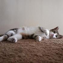 Enlarge Hadley, a Adoptable Tabby in Oceanside, CA image 2/4