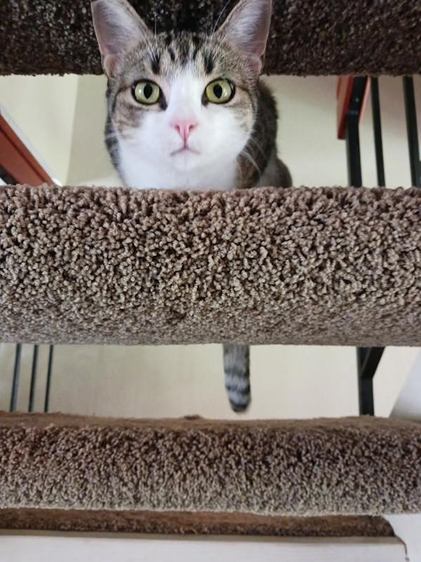 Enlarge Hadley, a Adoptable Tabby in Oceanside, CA image 3/4