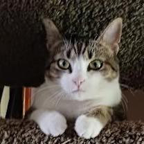 Enlarge Hadley, a Adoptable Tabby in Oceanside, CA image 4/4