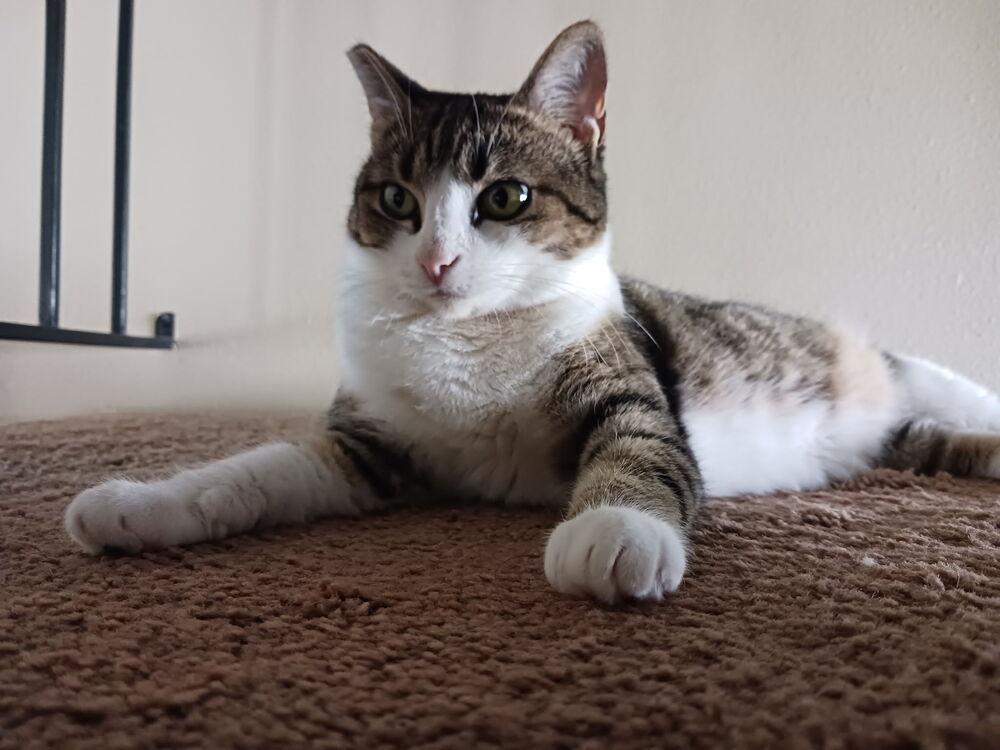 Enlarge Hadley, a Adoptable Tabby in Oceanside, CA image 3/5