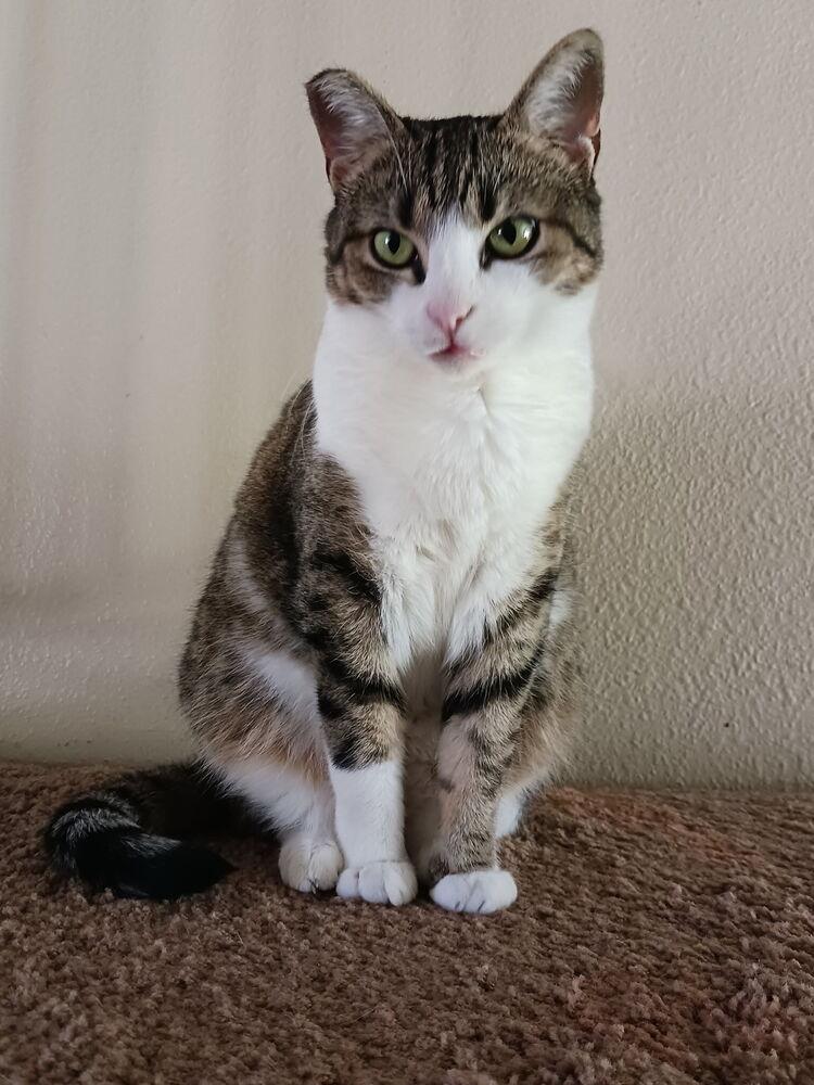 Enlarge Hadley, a Adoptable Tabby in Oceanside, CA image 4/5