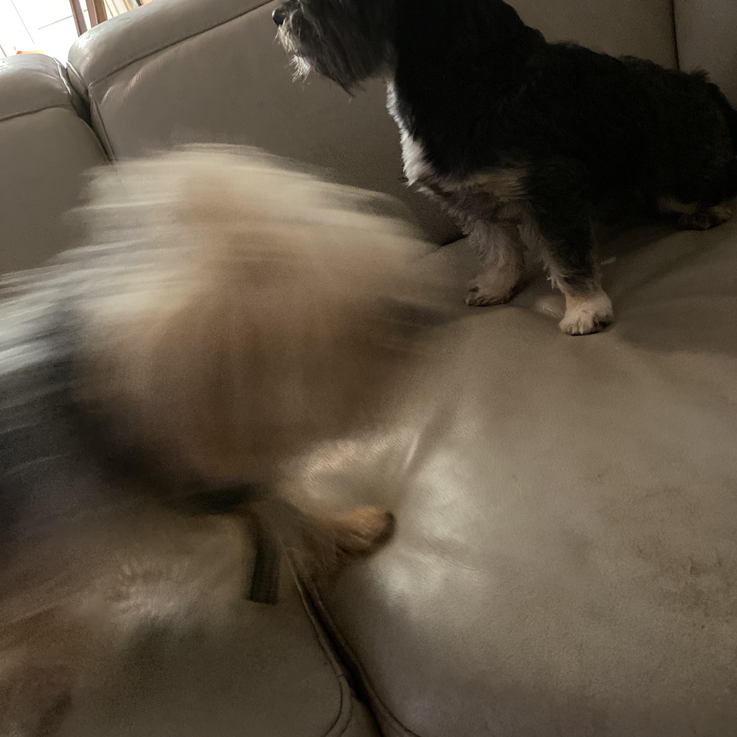 Heaven, Adoptable, Adult Female Yorkie Poo & Yorkshire Terrier.