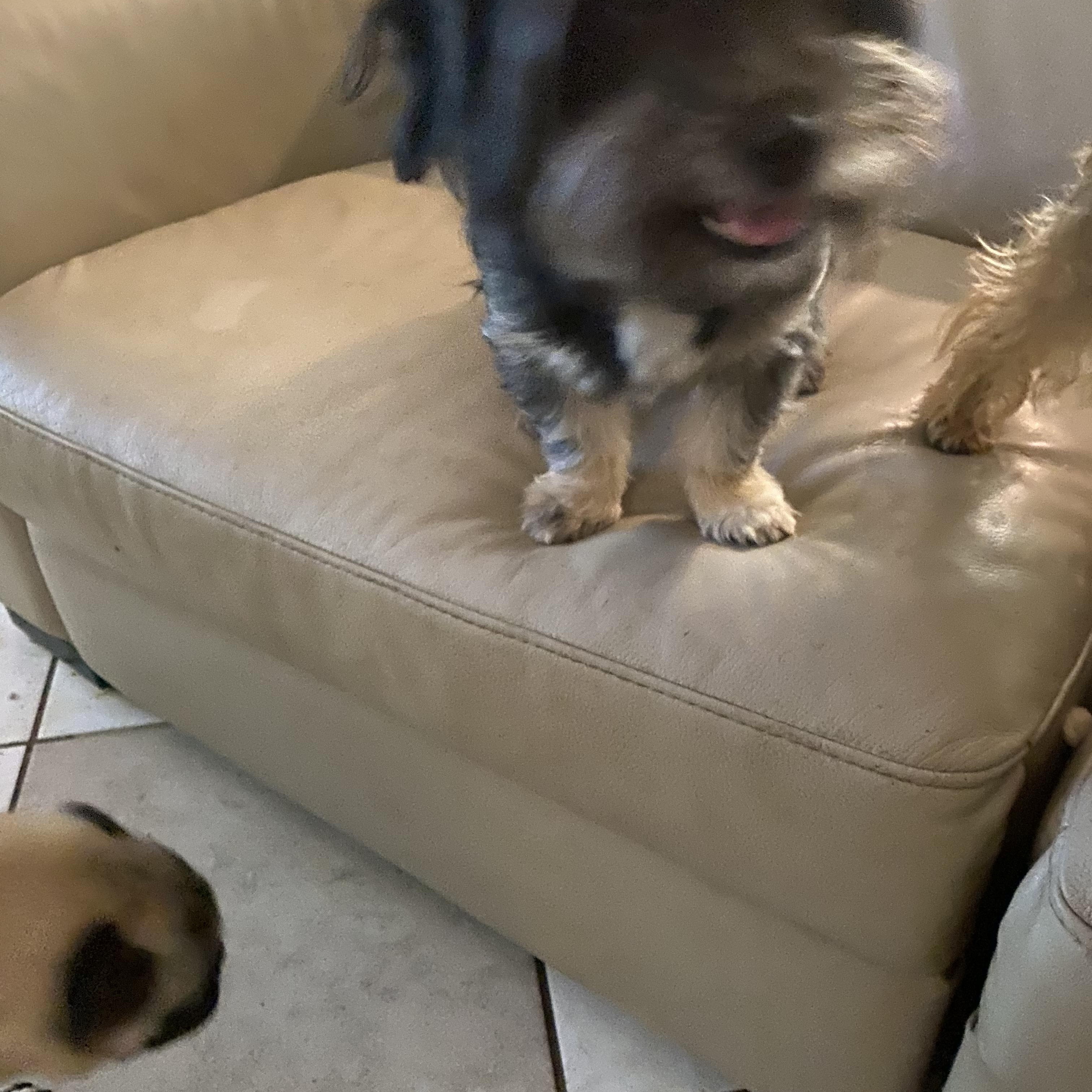 Heaven, a Adoptable mixed breed in Moreno Valley, CA image 2/6