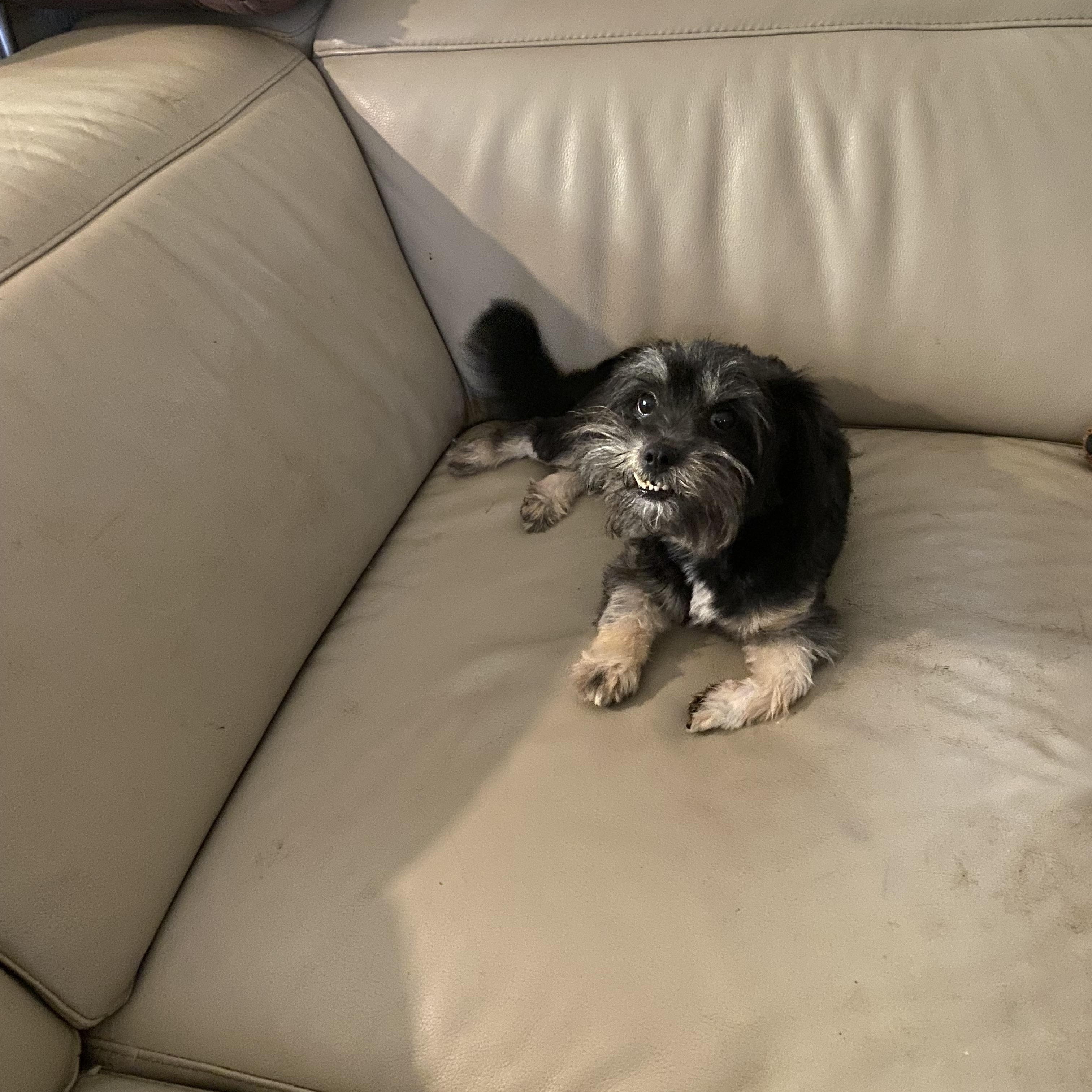 Heaven, Adoptable, Adult Female Yorkie Poo & Yorkshire Terrier.