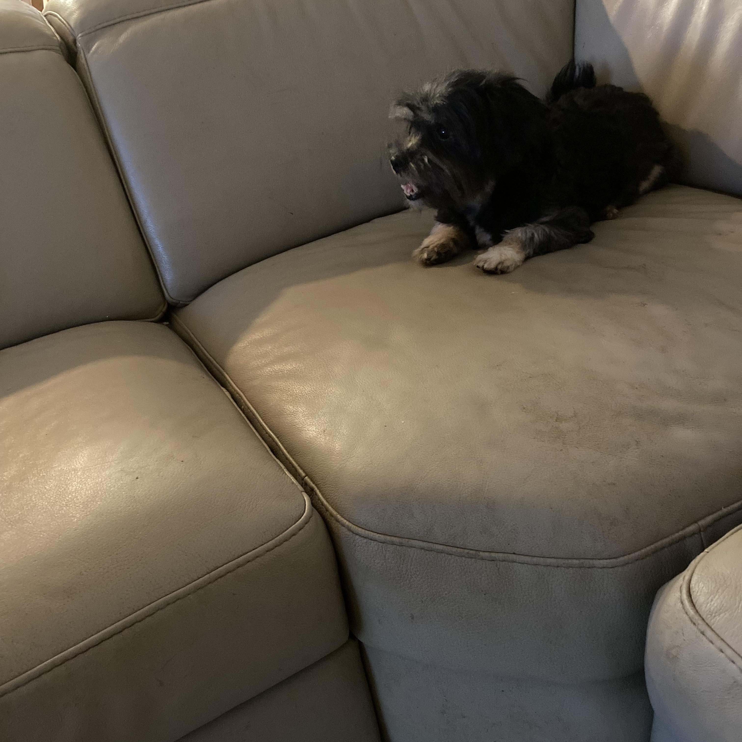 Heaven, a Adoptable mixed breed in Moreno Valley, CA image 4/6