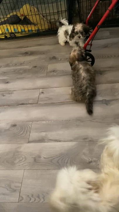 Enlarge Heaven, a Adoptable mixed breed in Moreno Valley, CA video 6/6