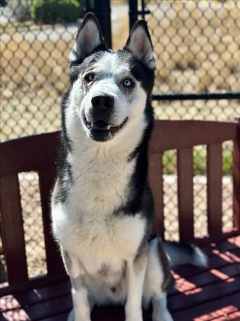 Enlarge MYLO, a Adoptable Siberian Husky in Loveland, CO image 1/1