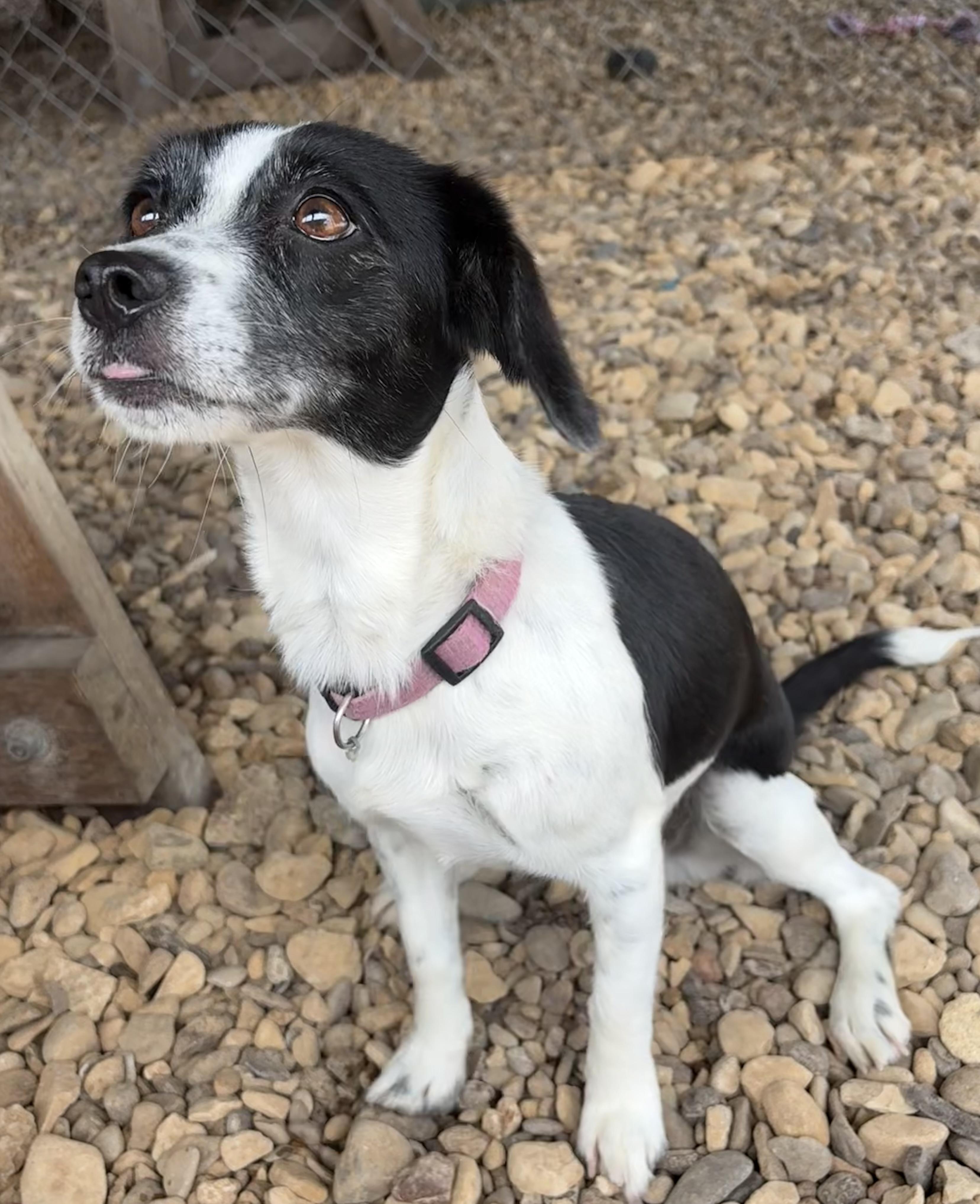 Oriyah, an adopted mixed breed in Plano, TX image 3/5