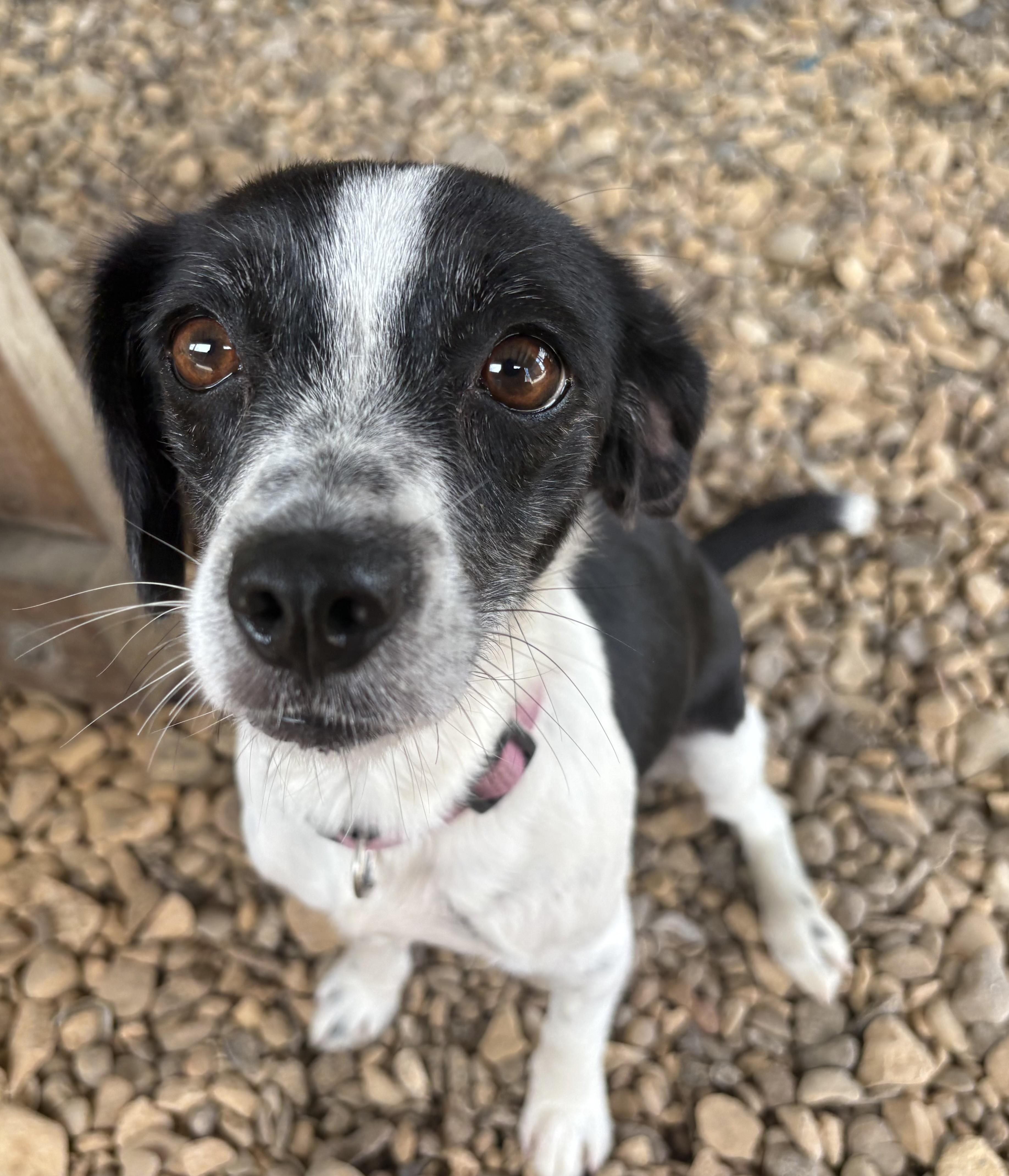 Oriyah, an adopted mixed breed in Plano, TX image 4/5