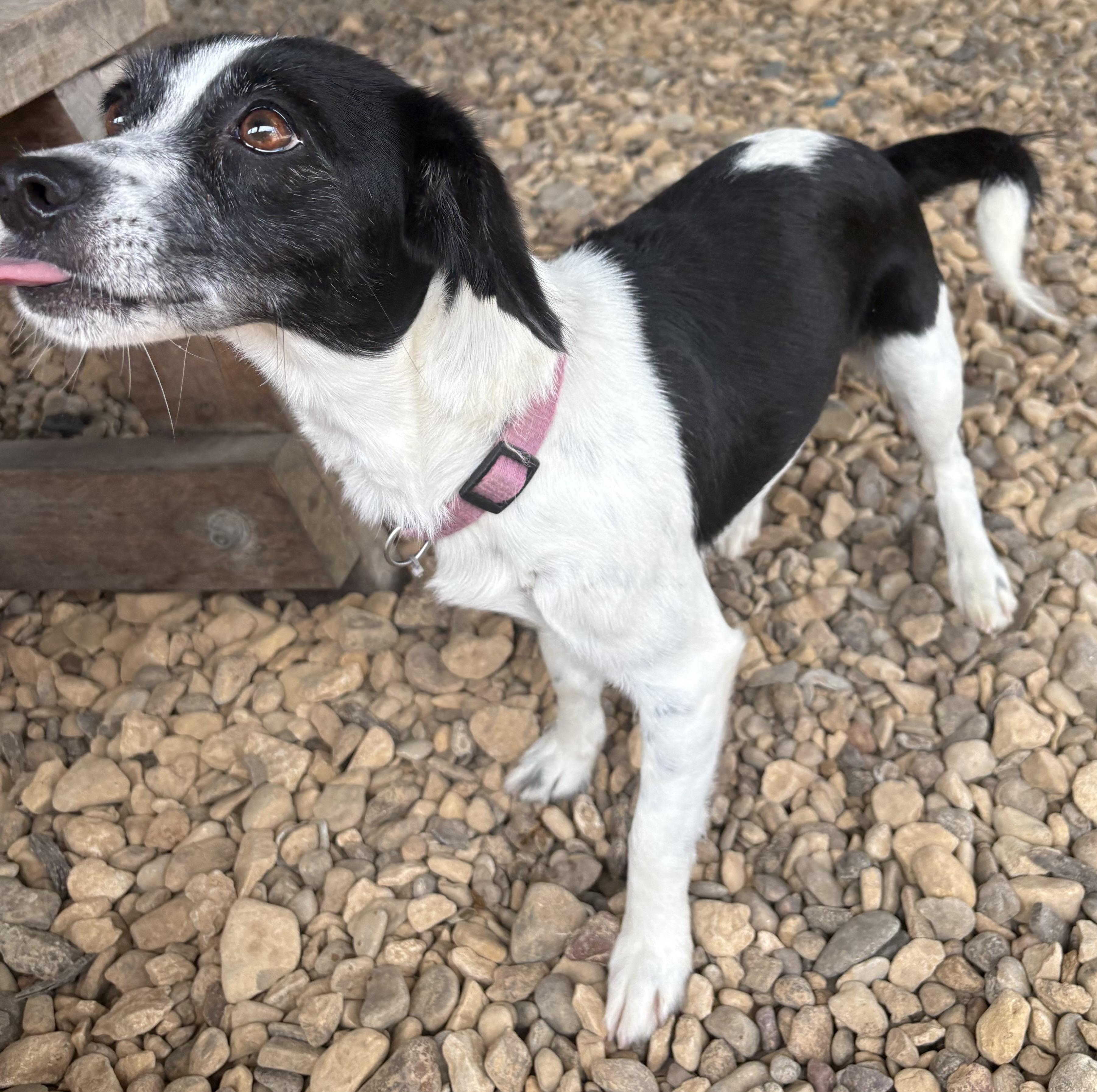Oriyah, an adopted mixed breed in Plano, TX image 2/5