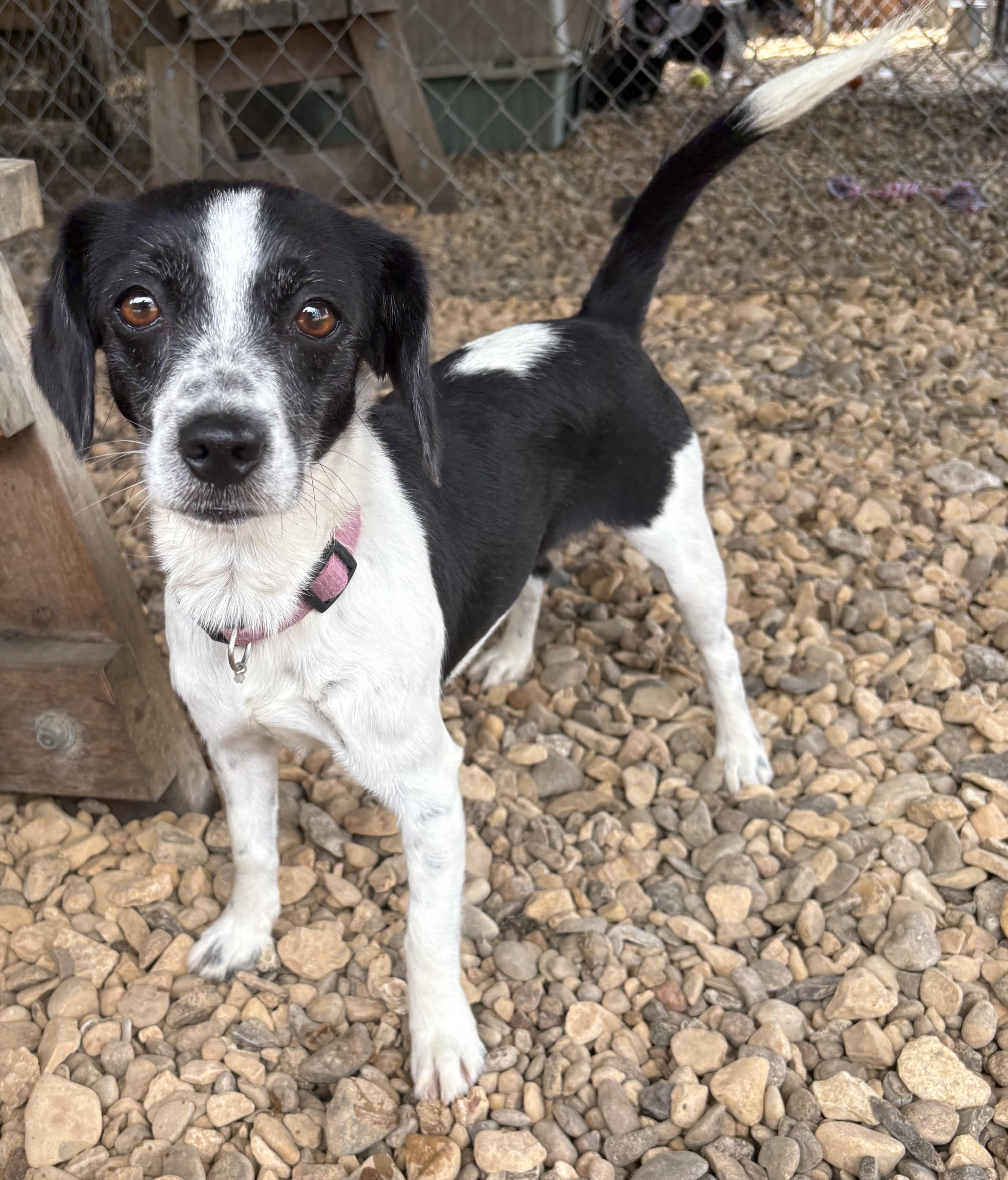Oriyah, adopted, Adult Female Dachshund & Rat Terrier.