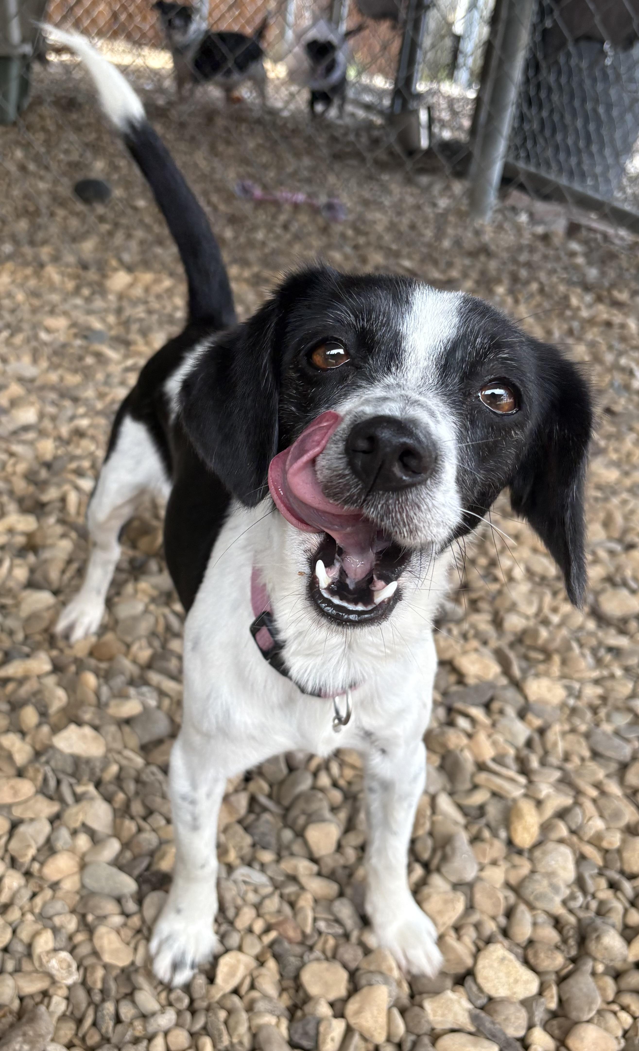Oriyah, an adopted mixed breed in Plano, TX image 5/5