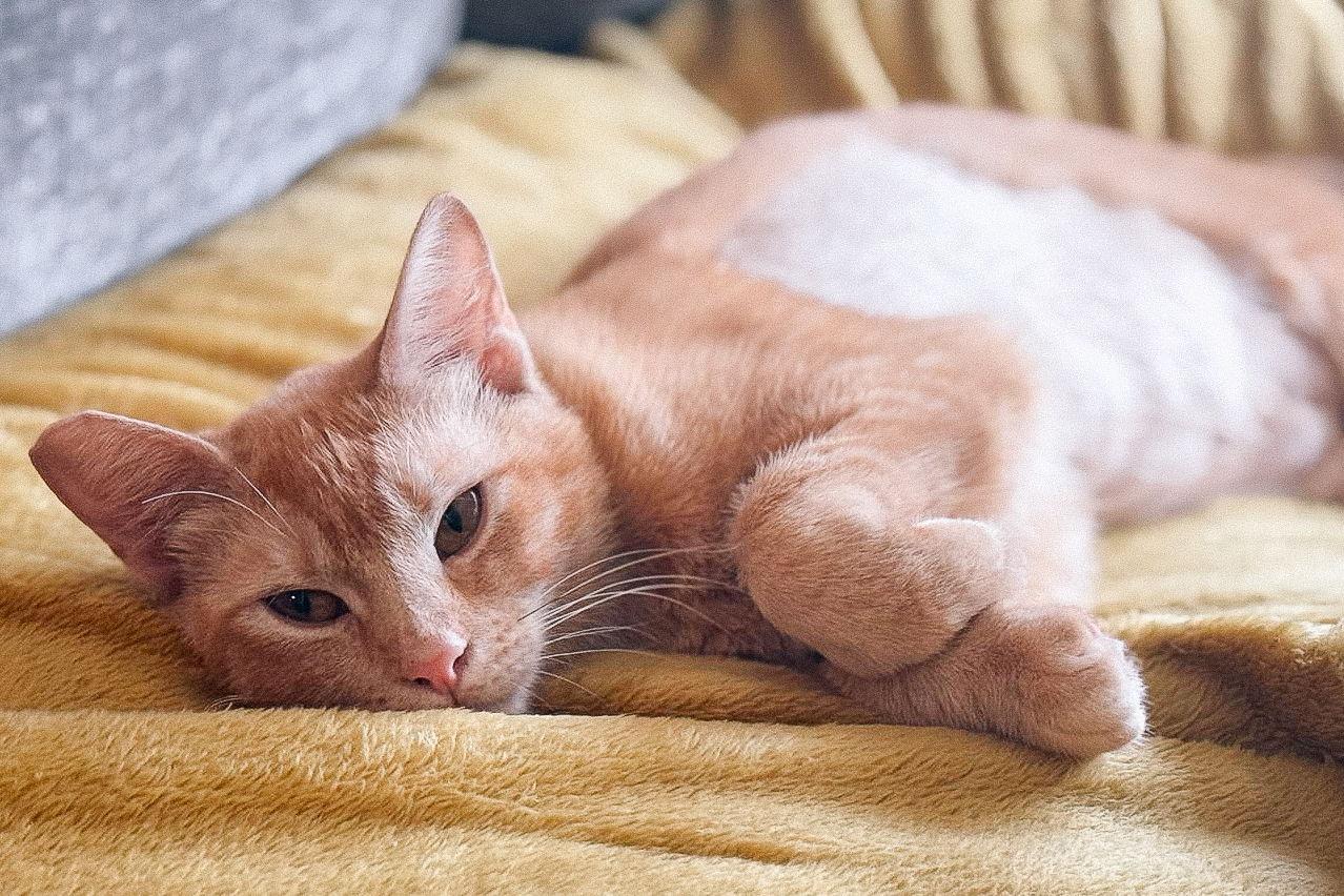 Enlarge Mandolin, a Adoptable Domestic Short Hair in San Jose, CA image 1/3