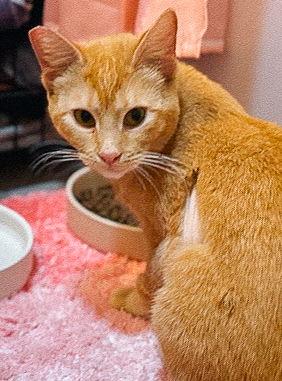 Enlarge Mandolin, a Adoptable Domestic Short Hair in San Jose, CA image 2/3