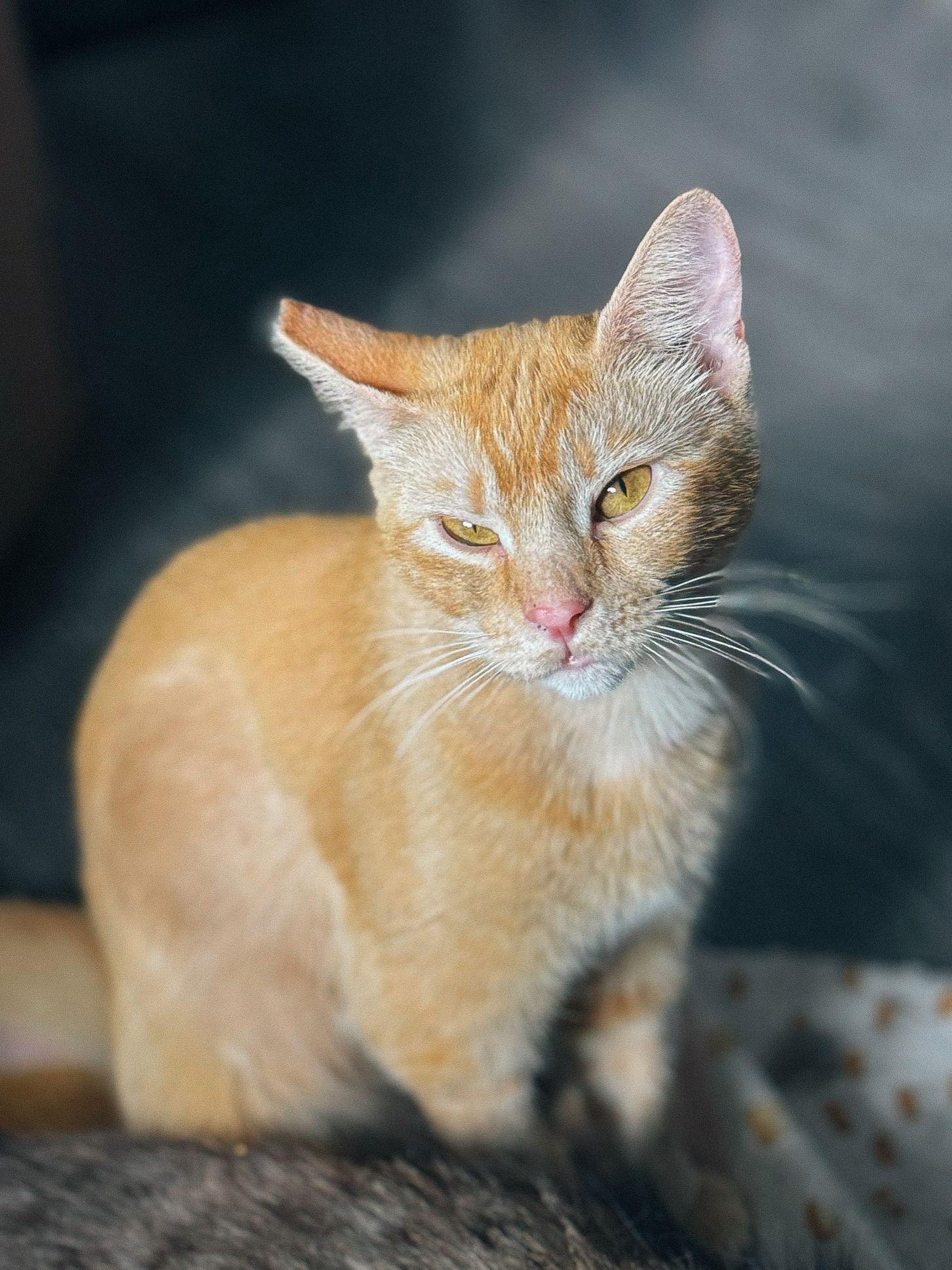 Enlarge Mandolin, a Adoptable Domestic Short Hair in San Jose, CA image 3/3