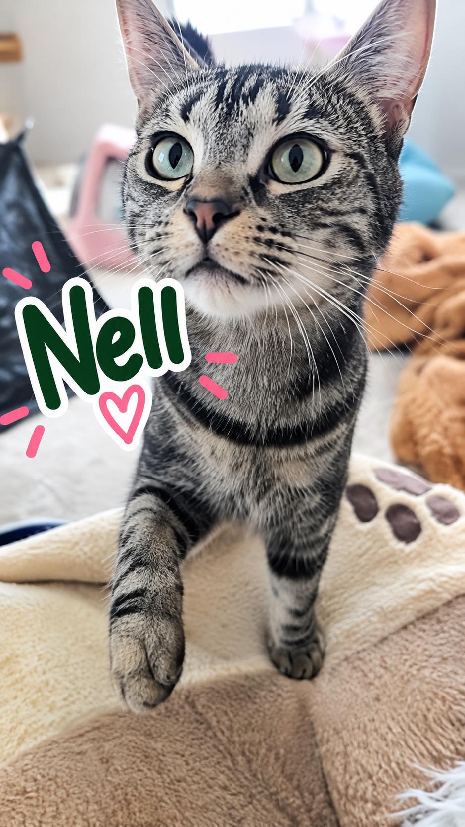 Theodora and Nell (bonded), Adoptable, Young Female Domestic Short Hair.