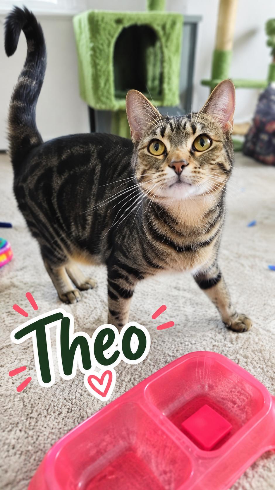 Enlarge Theodora and Nell (bonded), a Adoptable Domestic Short Hair in Aurora, CO image 2/3