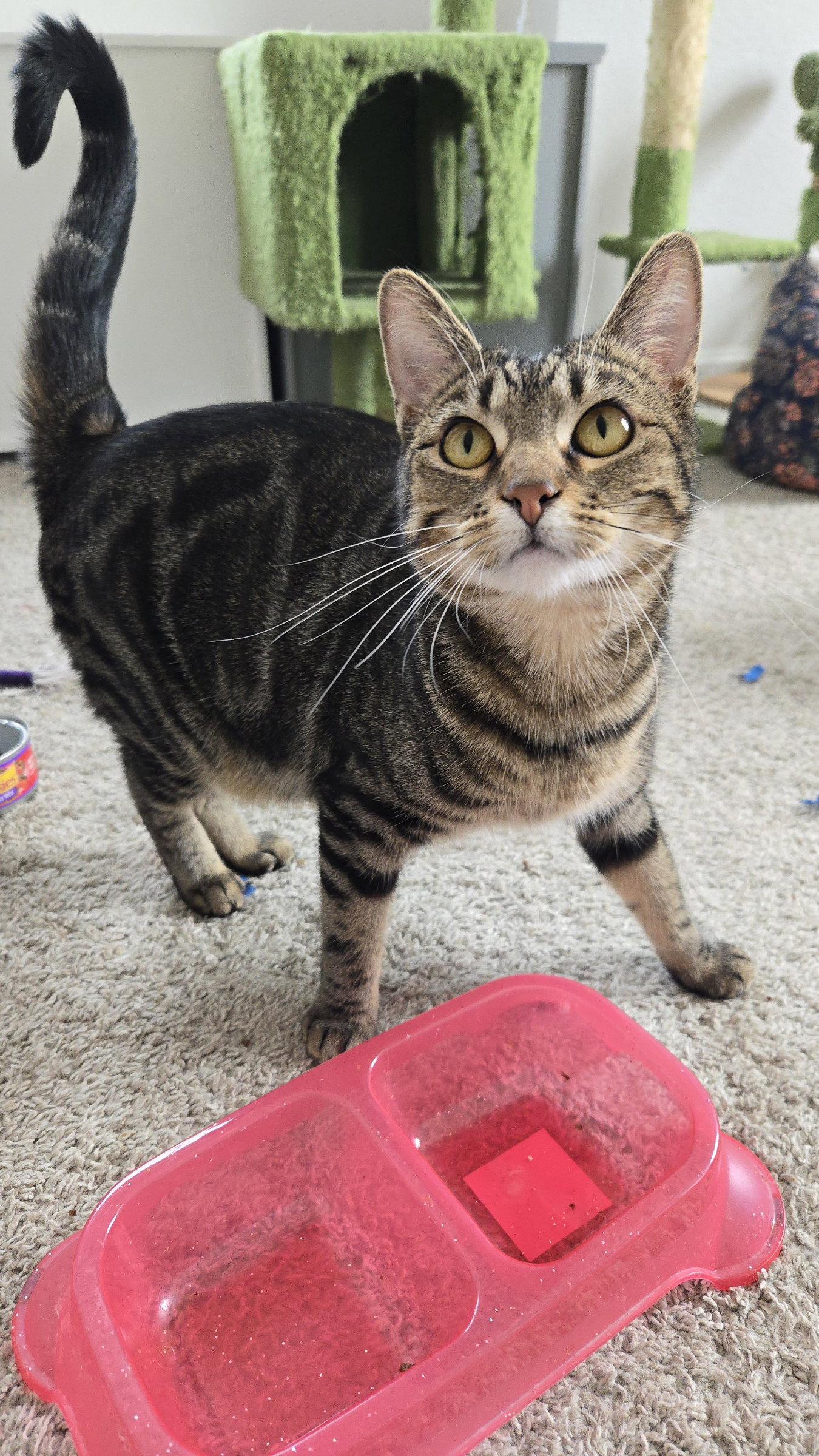 Theodora (Theo), Adoptable, Young Female Domestic Short Hair.