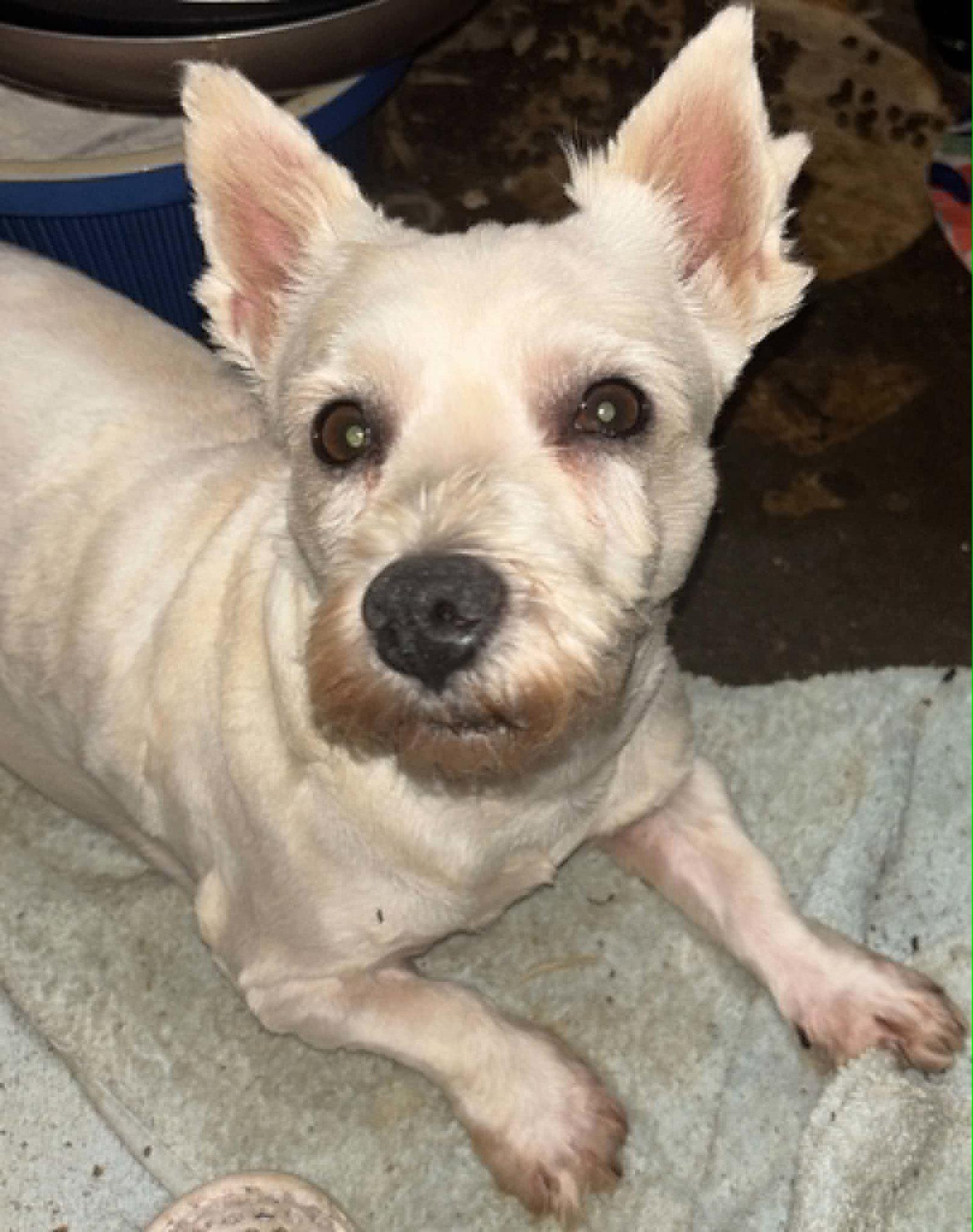 Jenna, Adoptable, Adult Female West Highland White Terrier / Westie.