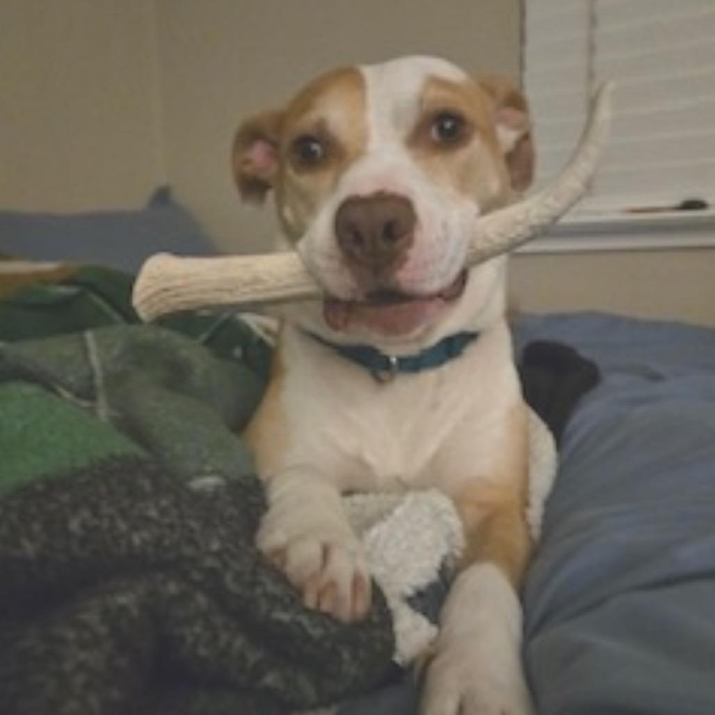 Ted, a Adoptable mixed breed in Grass Valley, CA image 1/3