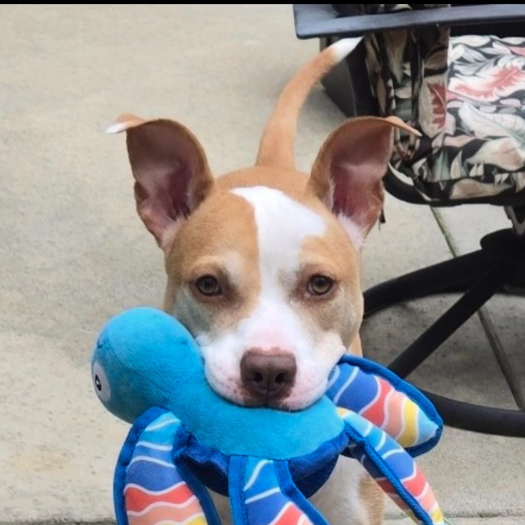 Ted, a Adoptable mixed breed in Grass Valley, CA image 2/3